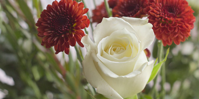 Red and white flowers